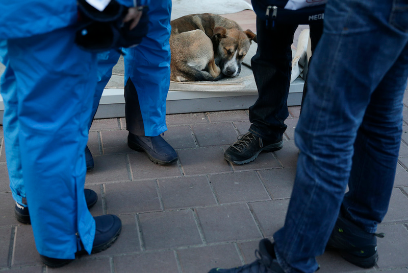 Illustration for article titled The Dogs Of Sochi